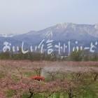 千曲川河川敷のももの花