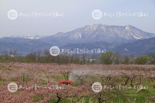千曲川河川敷のももの花