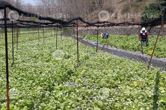 わさびの花（圃場）