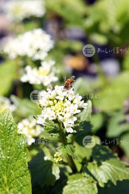 わさびの花