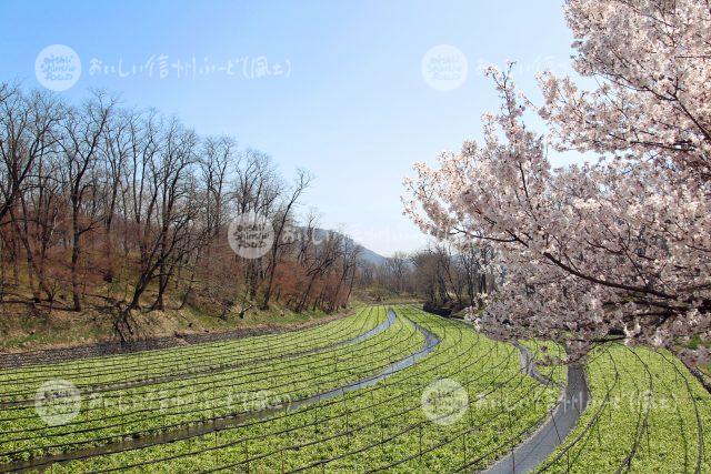 わさびの花