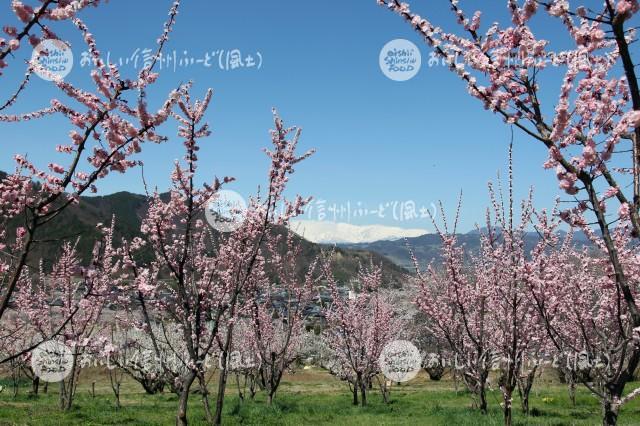 千曲市森のあんずの花