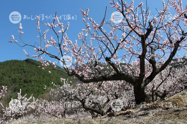 千曲市森のあんずの花