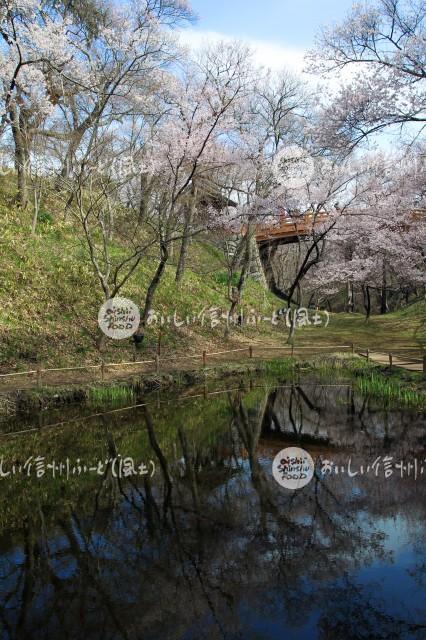 桜の花