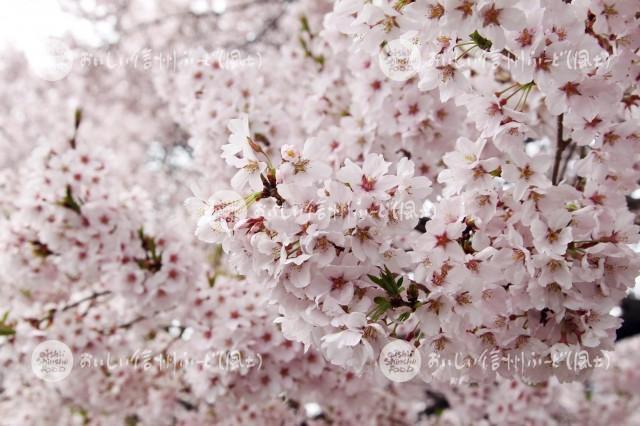 桜の花