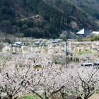 千曲市森のあんずの花