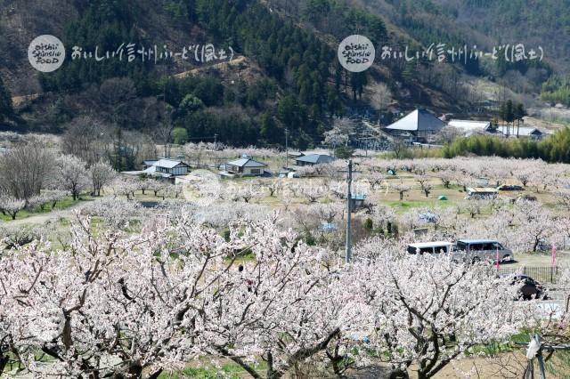 千曲市森のあんずの花