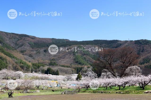 千曲市森のあんずの花