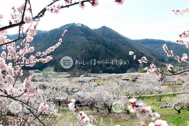 千曲市森のあんずの花