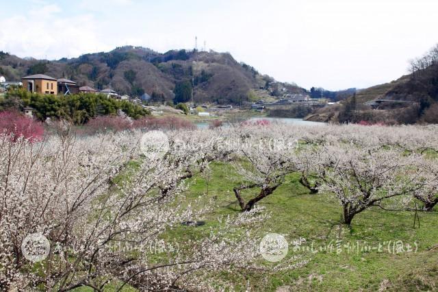 梅の花