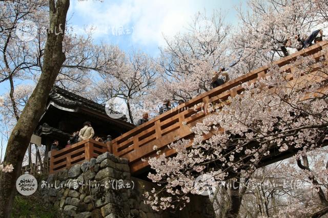 桜の花