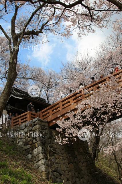 桜の花