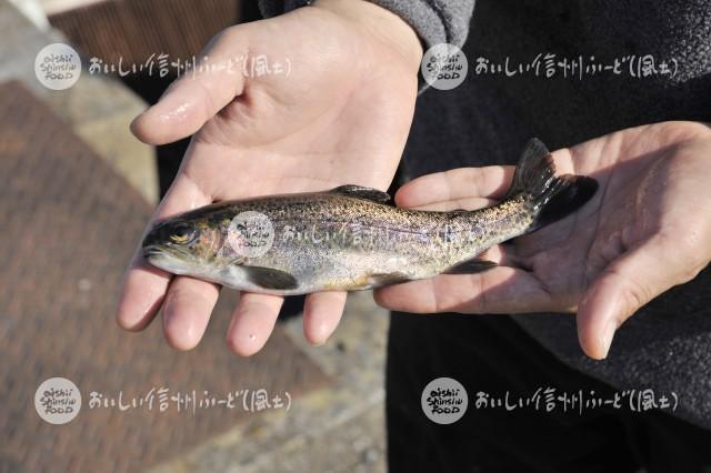 ます類（養殖）【ニジマス】