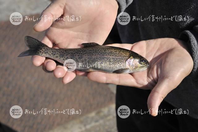 ます類（養殖）【ニジマス】