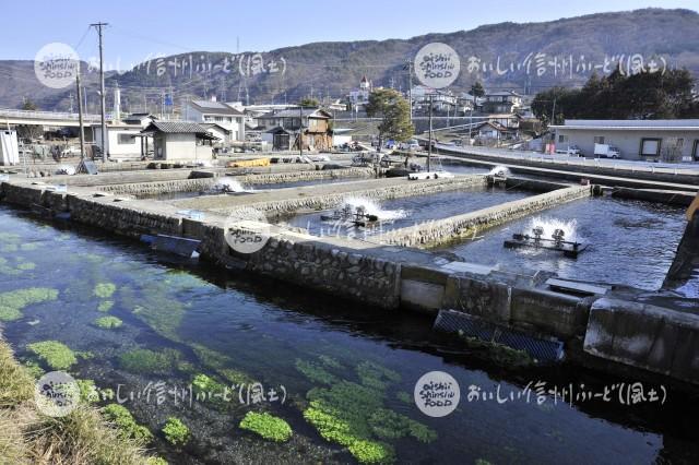 安曇野市の養鱒場