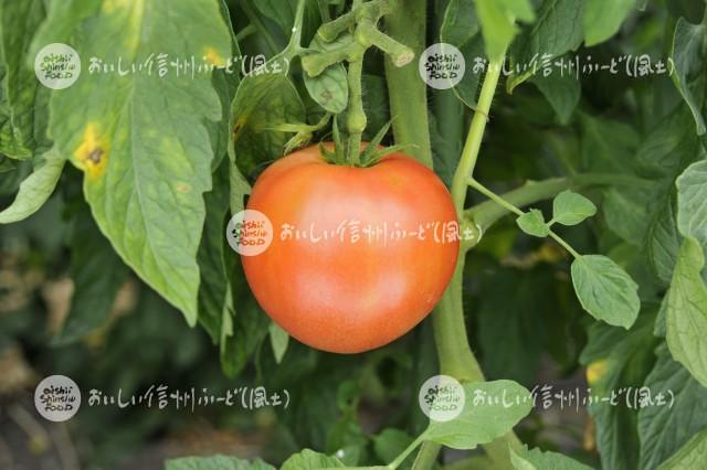 生食トマト（単体）