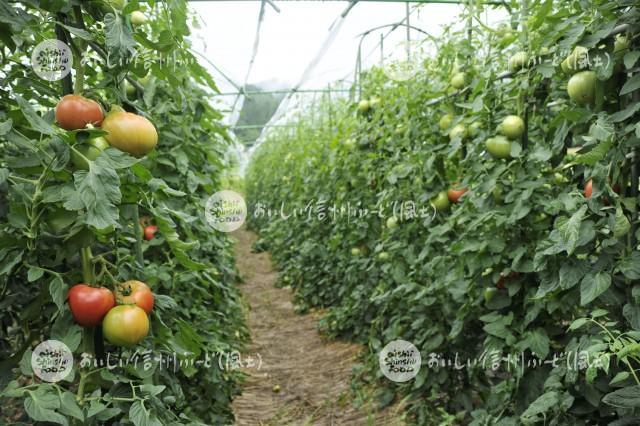 生食トマト（圃場）