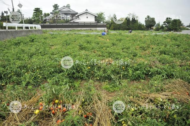 加工用トマト【リコボール】（圃場）