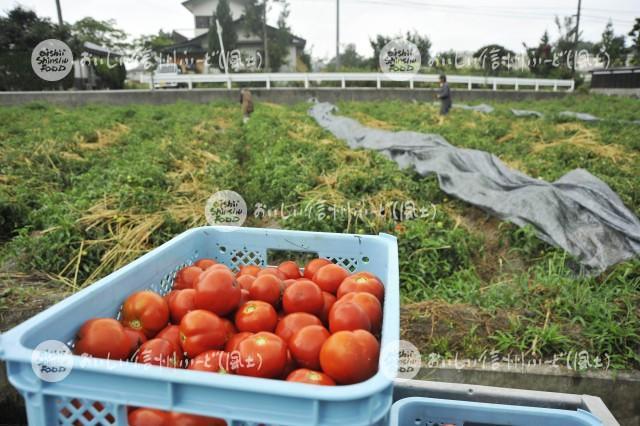 加工用トマト【リコボール】（収穫）