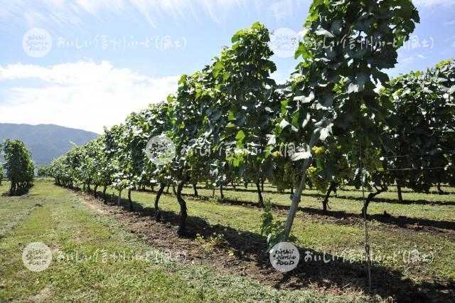 高山村の醸造用ぶどう畑