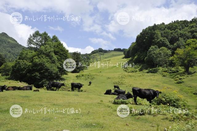 高山村・山田牧場の放牧風景