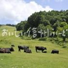 高山村・山田牧場の放牧風景