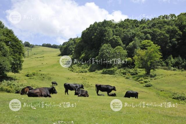 高山村・山田牧場の放牧風景