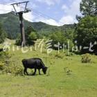 高山村・山田牧場の放牧風景