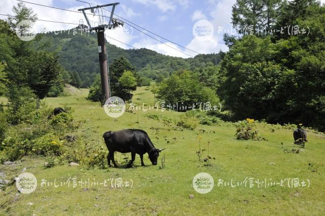 高山村・山田牧場の放牧風景