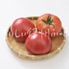 生食トマト（スタジオ入れ物）