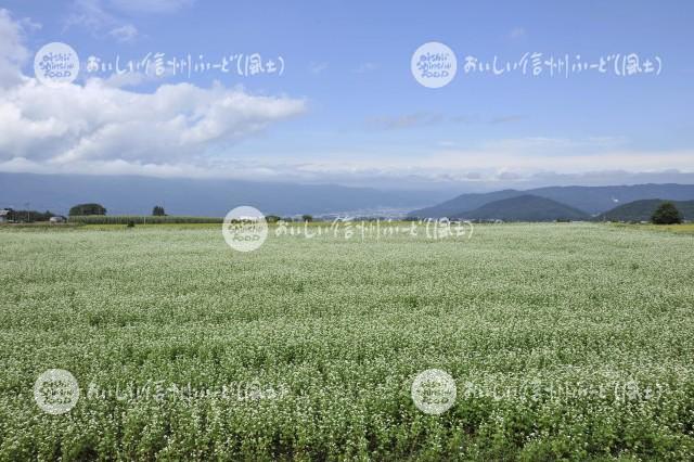 茅野市のそばの花