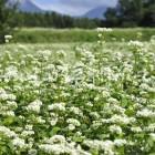 茅野市のそばの花