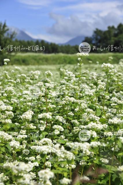 茅野市のそばの花