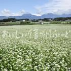 茅野市のそばの花