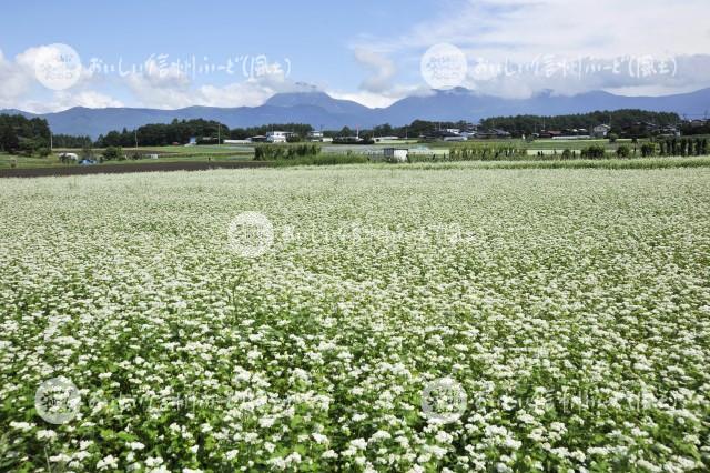 茅野市のそばの花