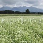 茅野市のそばの花と八ヶ岳