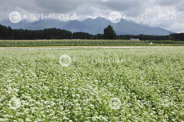 茅野市のそばの花と八ヶ岳