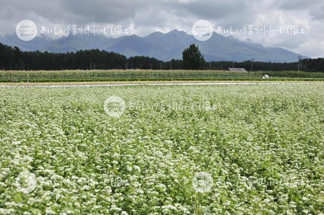 茅野市のそばの花と八ヶ岳