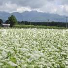 茅野市のそばの花と八ヶ岳