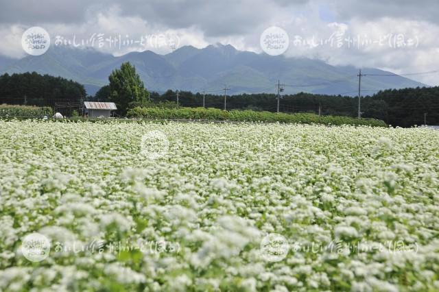 茅野市のそばの花と八ヶ岳