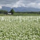 茅野市のそばの花と八ヶ岳