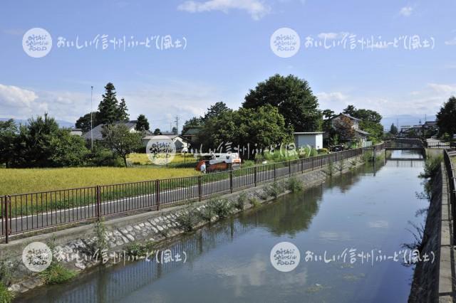 安曇野市・拾ヶ堰公園付近の田園風景（稲刈り）