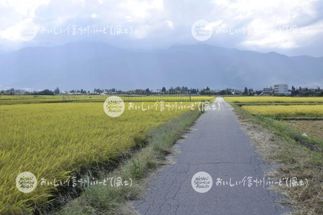 安曇野市・拾ヶ堰公園付近の田園風景（稲刈り前）