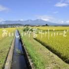 佐久市・五郎兵衛米の田園風景（稲刈り前）と浅間山