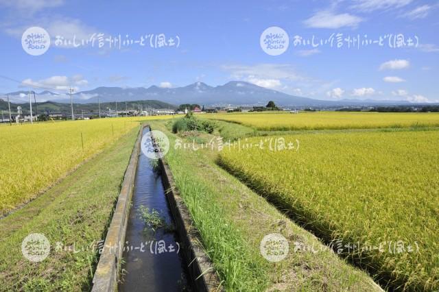 佐久市・五郎兵衛米の田園風景（稲刈り前）と浅間山