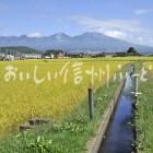 佐久市・五郎兵衛米の田園風景（稲刈り前）と浅間山