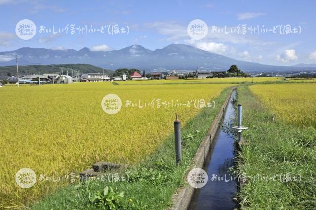 佐久市・五郎兵衛米の田園風景（稲刈り前）と浅間山