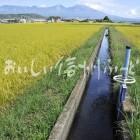 佐久市・五郎兵衛米の田園風景（稲刈り前）と浅間山