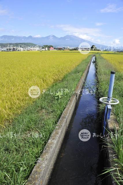 佐久市・五郎兵衛米の田園風景（稲刈り前）と浅間山