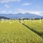 佐久市・五郎兵衛米の田園風景（稲刈り前）と浅間山